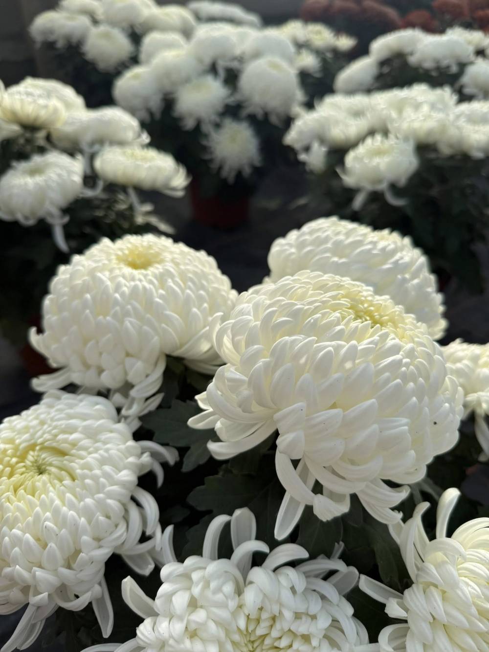 tousaaint 1-min.jpg tousaaint 1-min.jpg