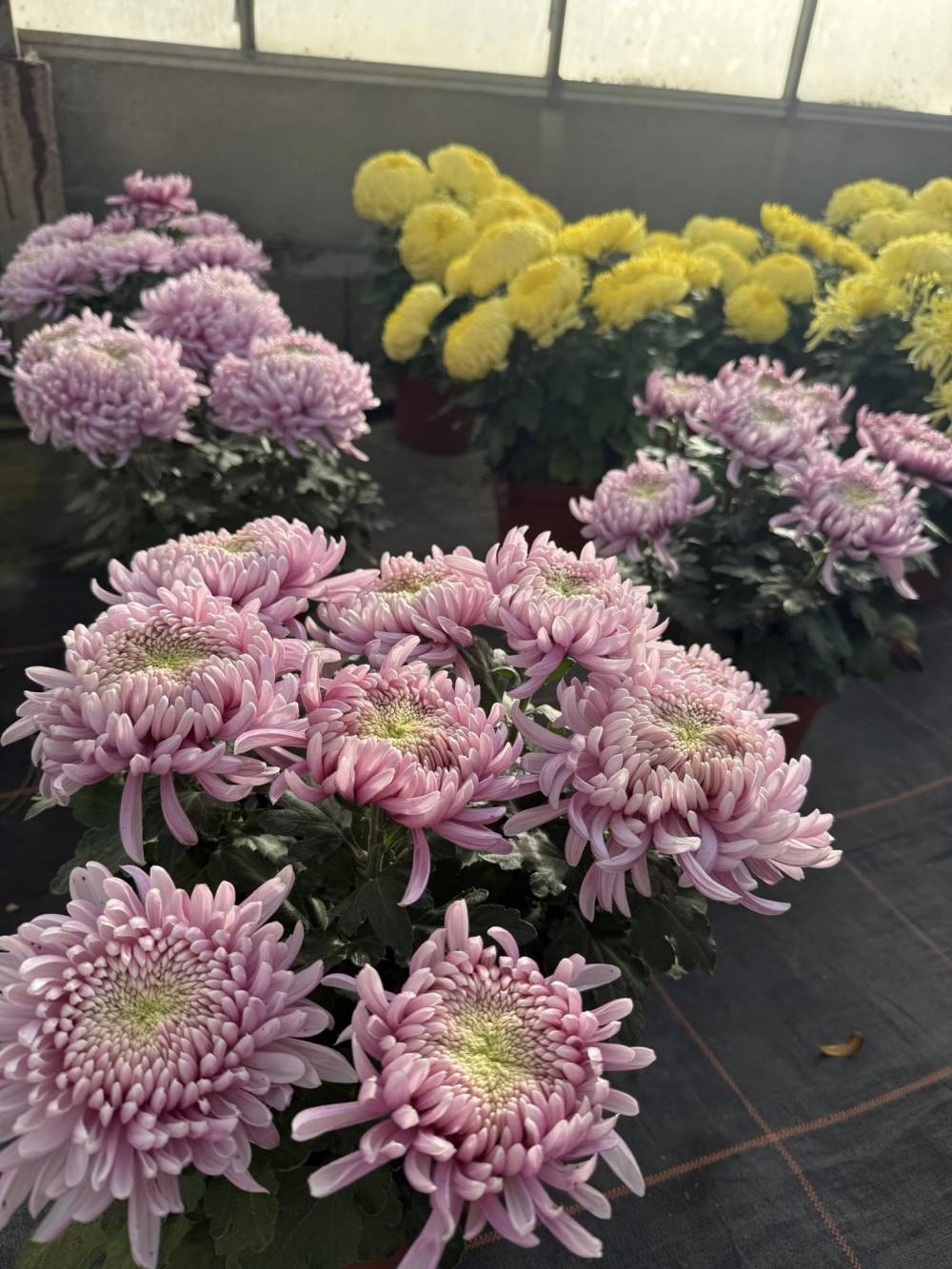 toussaint 3-min.jpg toussaint 3-min.jpg