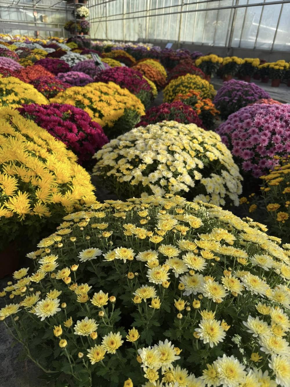 toussaint 4-min.jpg toussaint 4-min.jpg